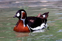 Red-Breasted Goose (Branta ruficollis) portrait on water, captive, Endangered.