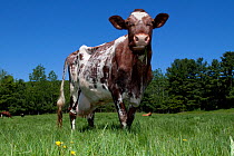 Roan-coloured Milking Shorthorn cow in springtime pasture; Bradford, Vermont, USA