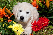 Golden Retriever puppy (cream coat) lying in grass with flowers; San Martin, California, USA