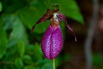 Pink Lady's Slipper / Moccasin Flower/ Stemless Lady's-Slipper (Cypripedium acaule) growing in deciduous forest edge, Rhode island, USA
