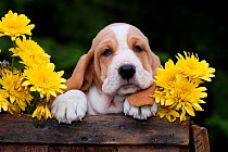 Basset puppy with yellow Chrysanthemums in antique wooden box. USA.