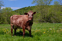 Roan Milking Shorthorn cow grazing in lush, spring pasture; South Randolph, Vermont, USA