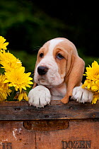 Basset puppy head portrait with yellow Chrysanthemums in antique wooden box.