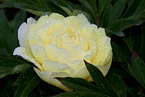 Yellow Peony (Paeonia sp.) cultivar flowering in late afternoon; East Haddam, Connecticut, USA