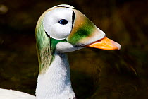 Spectacled Eider duck (Somateria fischeri) head portrait of male in breeding plumage; captive; R: Northwestern North America.