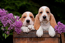 Two Basset Hound puppies with purple flowers in antique wooden box; Marengo, Illinois, USA