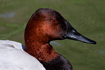 Canvasback  Duck (Aythya valisineria) head portrait of male; captive.