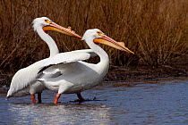 Two White Pelicans (Pelecanus erythrorhynchos) wading in shallow water, during migratory stop en route from Gulf of Mexico to Montana and/or Alberta, Canada; Shabbona, Illinois, USA.
