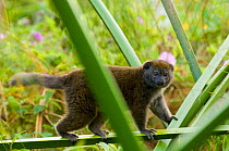 Alaotra reed / bamboo / gentle lemur (Hapalemur alaotrensis), Lake Alaotra, central Madagascar.