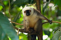 White-fronted brown lemur (Eulemur albifrons) in tree, Nosy Mangabe, North east Madagascar