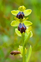 Sombre bee orchid (Oprhys fusca) Girona, Spain.