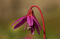 Dog's-tooth violet (Erythronium dens-cani) in flower, Pyrenees mountains, Navarra region. Spain.