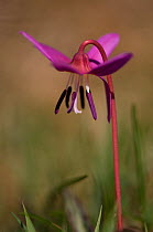 Dog's-tooth violet (Erythronium dens-cani) in Pyrenees mountains, Navarra region. Spain.