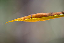 Leaf nosed twig snake (Langaha madagascariensis) male head, Baie de Baly National Park, North west Madagascar.