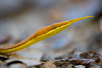 Leaf nosed twig snake (Langaha madagascariensis) male, Baie de Baly National Park, North west Madagascar.