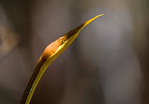 Leaf nosed twig snake (Langaha madagascariensis) male, Baie de Baly National Park, North west Madagascar.