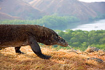 Komodo dragon (Varanus komodoensis), the world's largest lizard. Rinca Island, Komodo National Park, Indonesia.