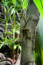 Boyds forest dragon (Gonocephalus boydii) climbing tree, Australia.
