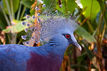 Victoria crowned pigeon (Goura victoria), a species evaluated as Vulnerable on the IUCN Red List of Threatened Species. New Guinea.