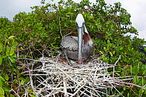 Brown pelican (Pelecanus occidentalis) on nest tending its young, visible just beside the end of its beak. Santa Cruz Island, Galapagos Archipelago, Ecuador.