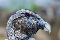 Close up head profile of Andean Condor (Vultur gryphus) at Parque Condor, a reserve for rescued birds of prey near Otavalo, Ecuador, South America.