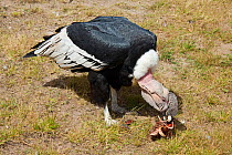 Andean Condor (Vultur gryphus) feeding on a bone at Parque Condor, a reserve for rescued birds of prey near Otavalo, Ecuador, South America.