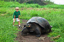 Young boy with Galapagos giant tortoise, (Geochelone elephantopus). Santa Cruz Island, Galapagos Archipelago, Ecuador. Model released.