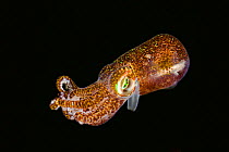 Bobtail squid (Euprymna berryi), Komodo, Indonesia.