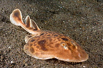 Undescribed species of Electric ray (Torpedo sp)  can put out as much as 220 volts if disturbed, found only in Horseshoe Bay, off the island of Rinca in the Komodo National Park, Indonesia.