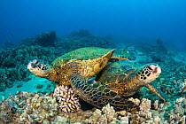 Green turtles (Chelonia mydas) on seabed, Hawaii.