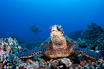 Green turtle (Chelonia mydas) on corals. Hawaii.