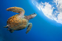 Green turtle (Chelonia mydas) swimming towards surface, Hawaii.