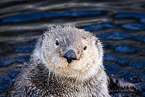 Sea otter (Enhydra lutris) Monterey, California, USA.