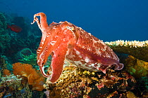 Broadclub cuttlefish (Sepia latimanus) on coral reef, Komodo, Indonesia.