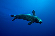 Hawaiian monk seal (Monachus schauinslandi) swimming underwater. Hawaii.