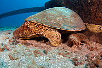 Green turtle (Chelonia mydas) with rear right fin bitten away by a Tiger shark (Galeocerdo cuvieri), Hawaii.