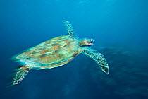 Green turtle (Chelonia mydas) swimming off the island of Sipidan, Malaysia.