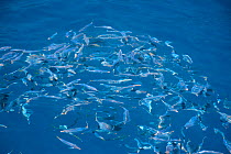 Shoal of Californian horse mackerel (Trachurus symmetricus) just below the surface, off Guadalupe Island, Mexico.