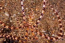 Mimic octopus (Thaumoctopus mimicus) camouflaged on seabed, Philippines.