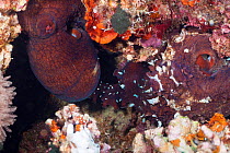 Male Common reef octopus (Octopus cyanea), on right, passing sperm to the female. Tubbatah Reef, Philippines.
