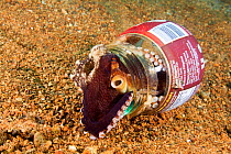 Veined octopus (Octopus marginatus) using discarded bottle for a home, Anilao, Philippines.