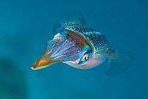 Caribbean reef squid (Sepioteuthis sepioidea) in shallow waters off the Caribbean.