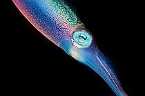 Caribbean reef squid (Sepioteuthis sepioidea), Caribbean.