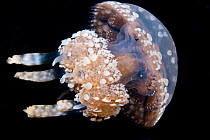 Papua jellyfish (Mastigias papua), Raja Ampat, Indonesia.