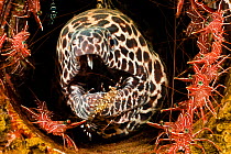 Honeycomb moray eel (Gymnothorax favagineus) surrounded by hinge-beak shrimp, (Rhynchocinetes sp) with cleaner shrimp, (Urocaridella sp) inspecting its chin, Indonesia.
