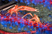 Pair of squat lobsters (Galathea sp) on Gorgonian coral, Komodo, Indonesia.