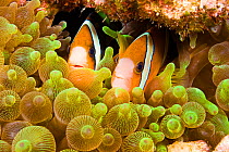 Clark's anemonefish (Amphiprion clarkii) in sea anemone (Entacmaea quadricolor), Komodo, Indonesia