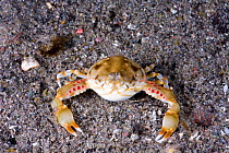 Pebble crab (Leucosia pubescens) can bury itself completely in the sand to escape predators, Komodo, Indonesia.