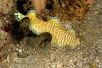 Black-tip sole (Soleichthys heterorhinos) swimming, Komodo, Indonesia.