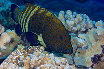 Peacock grouper (Cephalopholis argus) and White mouthed moray eels (Gymnothorax meleagris) hunting together cooperatively, Hawaii.